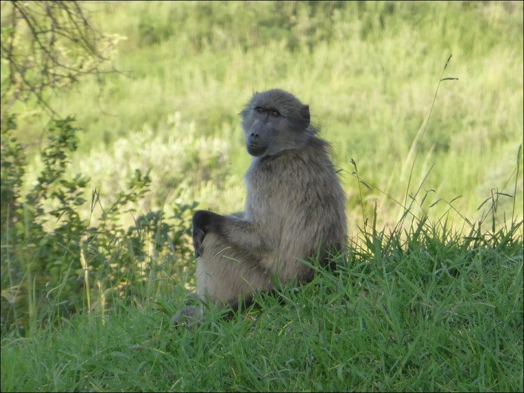 Baboons 001-P1110220www