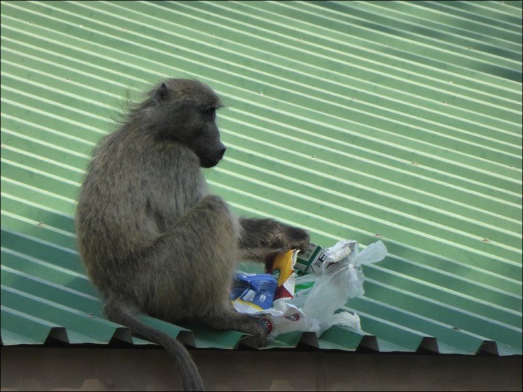 Baboons 002-P1110256www