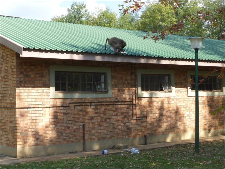 Baboons 003-P1110259www