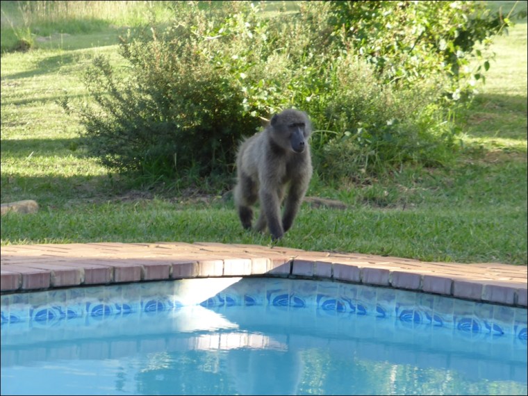 Baboons 007-P1110215www