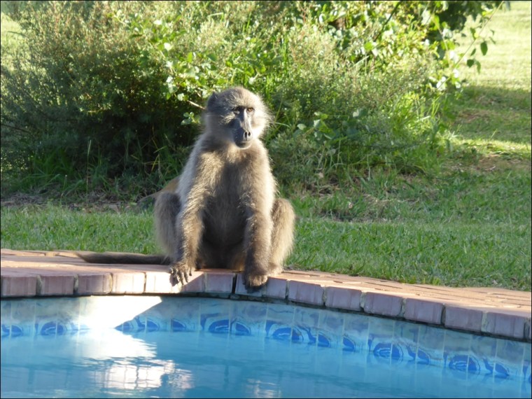 Baboons 008-P1110217www