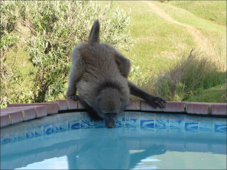 Baboons 009-P1110222www